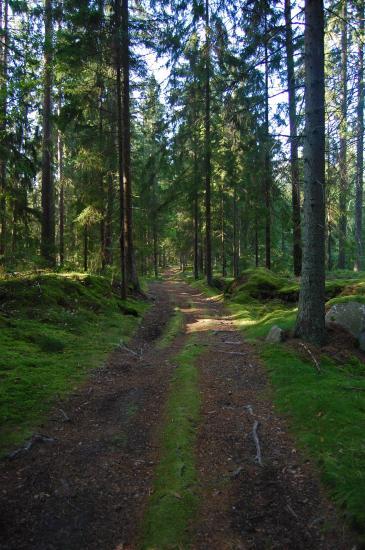 En forêt...