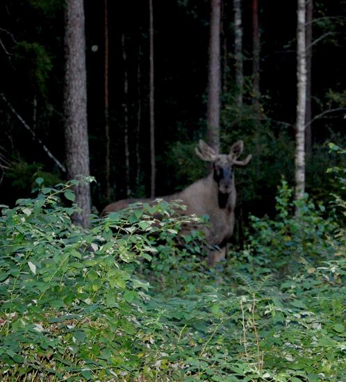 Un élan ~ Älgen