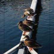 Canards à Karlshamn.