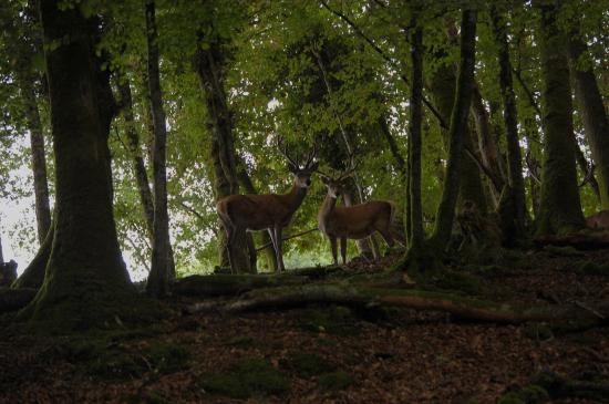 Cerfs
