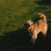 Mirabelle